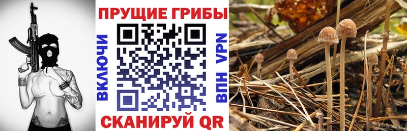 наркота  Мамоново  hydra tor  Псилоцибиновые грибы Psilocybe 